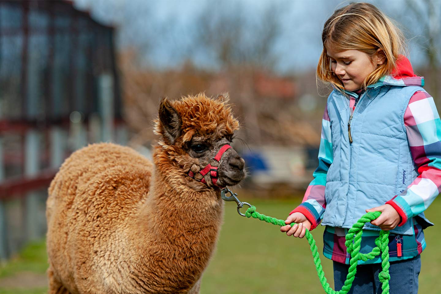 Alpaca Walking