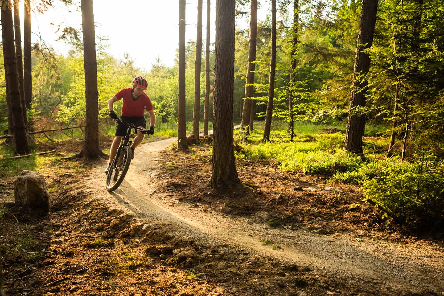 Delamere Forest Walking and Cycling